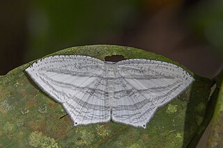 <i>Acropteris</i> Genus of moths