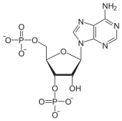 Adenozină-3 ', 5'-bisfosfat.svg