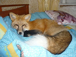 Adisey fox.JPG