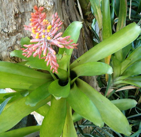 TÌNH YÊU CÂY CỎ ĐV 13  - Page 4 465px-Aechmea_caudata_HabitusInflorescence_BotGardBln1006a