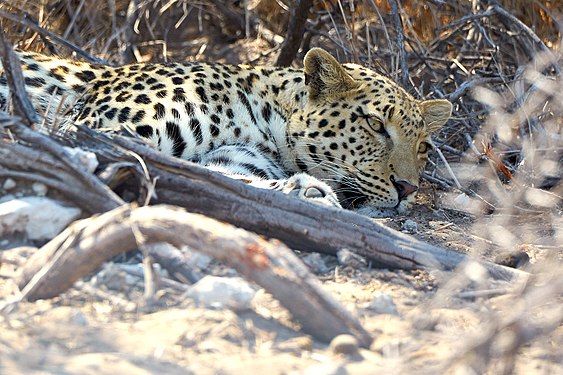 African Leopard (panthera pardus pardus) taking nap near Okevi waterhole in Etosha