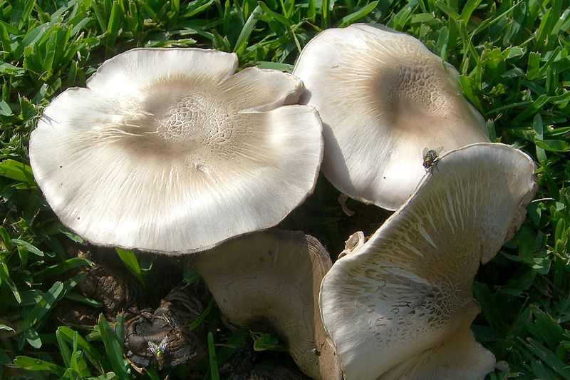 File:Agaricus californicus 2.jpg