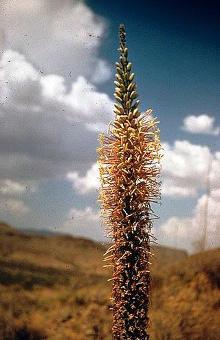 TÌNH YÊU CÂY CỎ ĐV4 - Page 30 320px-Agave_lechuguilla_inflorescence