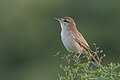 * Nomination: Rufous-tailed Scrub Robin (Cercotrichas galactotes) TunisiaI, the copyright holder of this work, hereby publish it under the following license:This image was uploaded as part of Wiki Loves Earth 2024. --El Golli Mohamed 11:48, 22 May 2024 (UTC) * Review Noise level should be reduced --Poco a poco 15:57, 22 May 2024 (UTC)