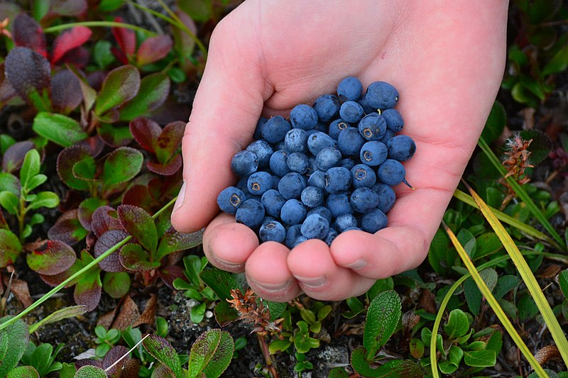 File:Alaska Blueberries in the NPR-A, North Slope, Alaska (9840189575).jpg