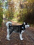 Alaskan malamute