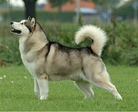 Malamute de Alaska