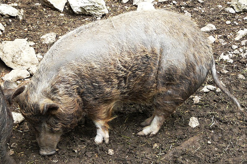 File:Albrecht-duerer-schwein-hundshaupten.jpeg