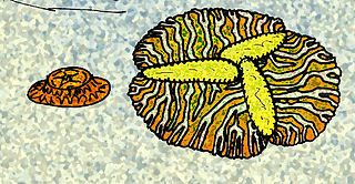 Albumares brunsae is a tri-radially symmetrical fossil animal that lived in the late Ediacaran (Vendian) seafloor. It is a member of the extinct group Trilobozoa.