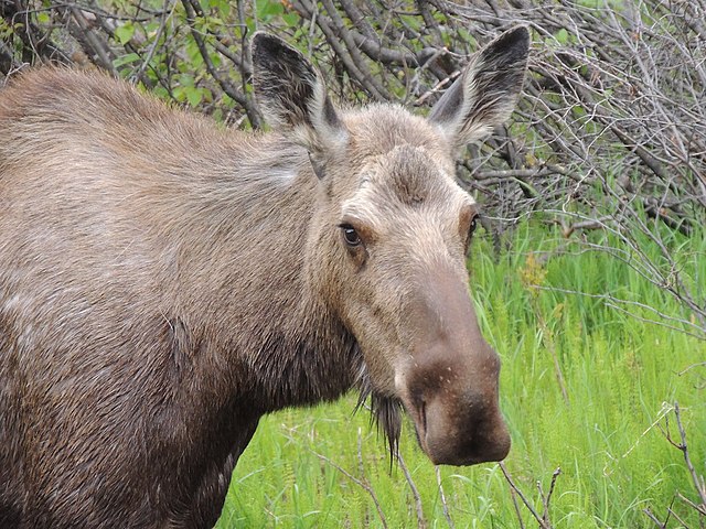 Alce en el parque nacional Denali