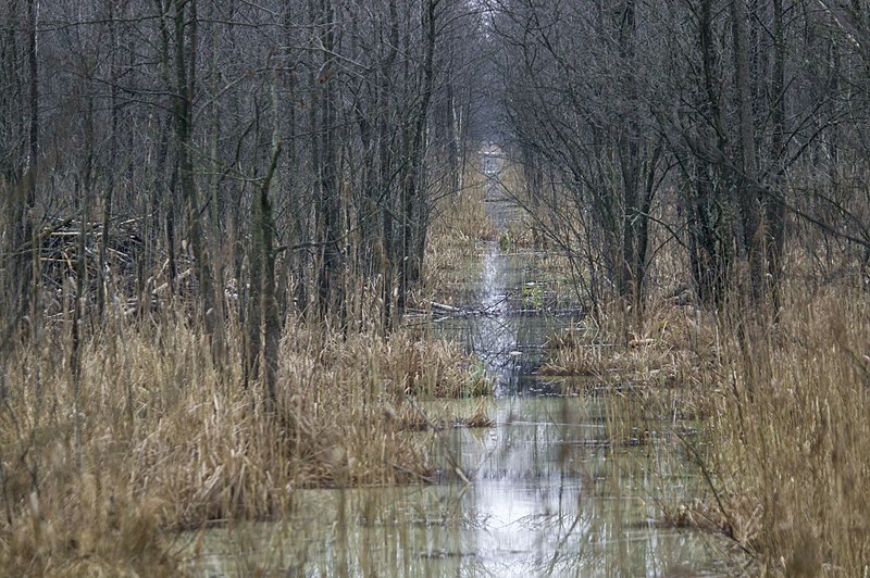 File:Alder carr 01(js), Biebrza National Park (Poland).jpg