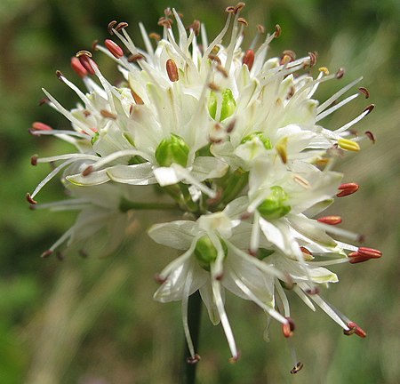 Allium ericetorum 03.jpg