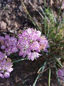 Allium mongolicum - AMARYLLIDACEAE - = LILIACEAE- (28336102511) .jpg
