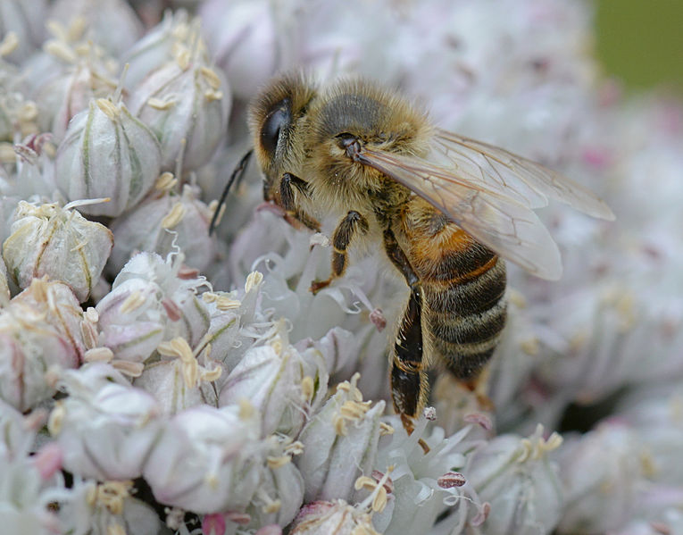 File:Allium porrum Apis mellifera, prei bij (9)bewerkt.jpg