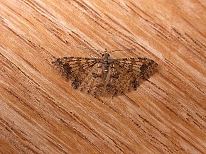 Descrierea imaginii Alucita phricodes (5173551247) .jpg.