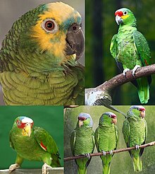 Amazon parrot Wikipedia