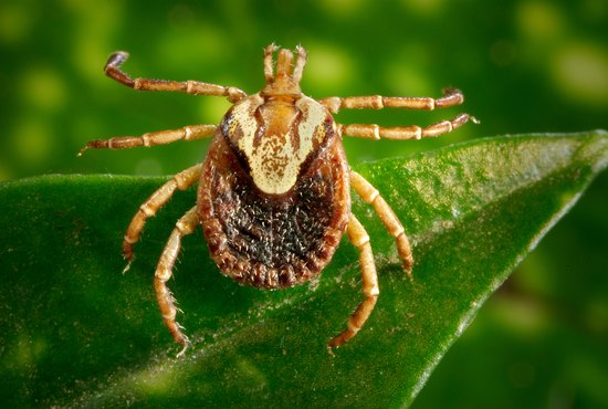 Клещ лесной фото крупным. Клещ Amblyomma. Ixodes persulcatus. Лесные клещи.