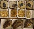 Amonites et trilobites Fossilium 2015 V.Ascq.jpg