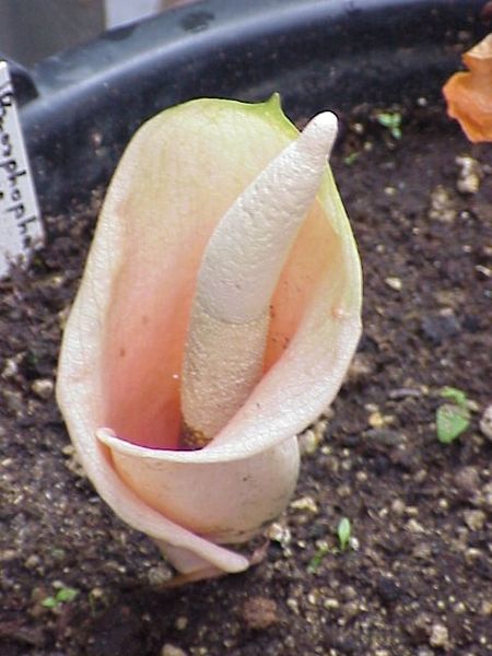 Amorphophallus bulbifer