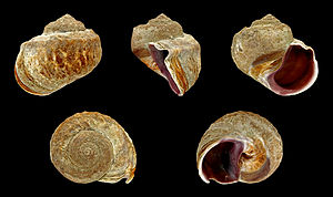 Anfibola crenata