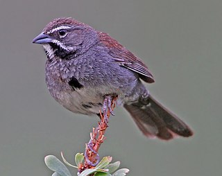 Five-striped sparrow