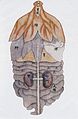 Anatomical drawing of viscera, back view, C17-18 Chinese Wellcome L0039962.jpg