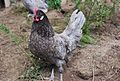 Andalusian gallus (hen).jpg