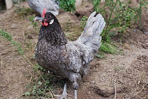 Andalusier (Huhn)