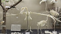 Squelette puissant de condor des Andes : solides vertèbres du cou, ancrage musculaire développé autour du bec et des maxillaires, grande envergure. La taille, la rectitude relative et le diamètre du fémur et surtout du tibia (ou tibio-tarse) expliquent pourquoi les précolombiens taillaient des Kenas (fûtes) dans cet os. (Museum of Osteology, Oklahoma City, USA.)