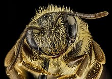 Andrena nebecula, F, Face, MD, Anne Arundel 2014-02-11-16.47.35 ZS PMax (12543476604) .jpg