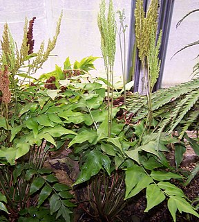 <i>Anemia</i> (plant) Genus of ferns