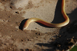 <i>Acontias orientalis</i> Species of lizard