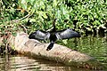 "Anhinga_anhinga_(Anhingidae)_(27413744797).jpg" by User:Rudolphous