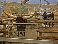 Bulls at the Living Desert Museum in California
