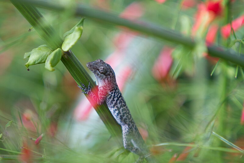 File:Anolis bonairensis.jpg