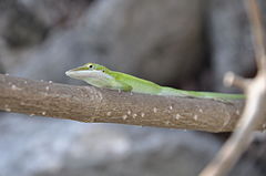 Description de l'image Anolis longiceps lizard.jpg.