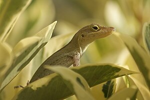 R1 vote count: 149 Anolis marmoratus Lamarre 2010-04-05.jpg