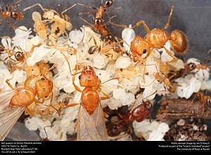 Ant queens on brood (Pheidole dentata) (42171519822).jpg
