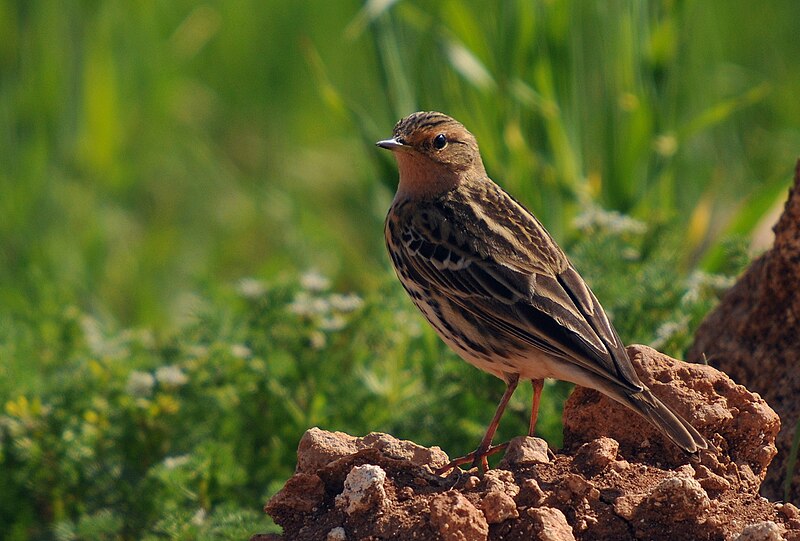 File:Anthus cervinus-ku.jpg