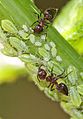 Ants tending aphids, Julie Metz Wetlands, Woodbridge, Virginia.jpg