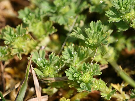 Alchemilla arvensis