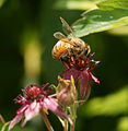 * Nomination: European honey bee (Apis mellifera) on Swamp Cinquefoil (Potentilla palustris). --kallerna 13:01, 24 July 2009 (UTC) * * Review needed