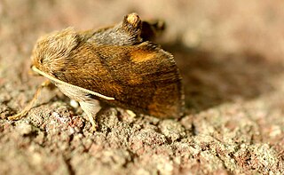 Limacodidae Family of moths