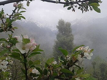 Apple flowering Kinnu rampur shimla hp.jpg