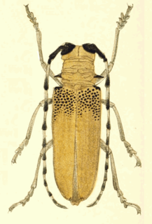 <i>Apriona rugicollis</i> species of beetle