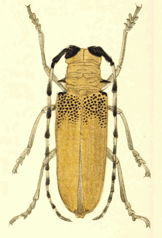 <i>Apriona rugicollis</i> Species of beetle