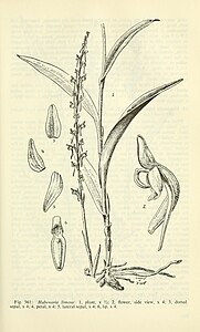 Fig. 361 Habenaria limosa Coenoemersa limosa