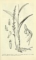 Coenoemersa limosa (as syn. Habebaria limosa) Fig. 354 page 694 in: D.S.Correll & H.B.Correll: Aquatic and wetland plants of southwestern United States (Orchidaceae) Washington (1972)