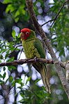 Aratinga erythrogenys -Birds of Eden, South Africa-8a.jpg