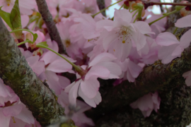 Arbre en fleurs à Faverges